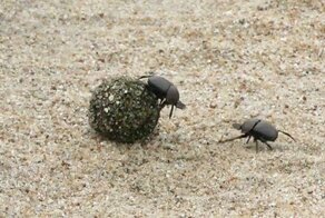 Два навозных жука дерутся эпичнее, чем в Mortal Kombat