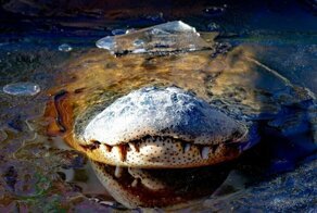 В Северной Каролине из-за морозов аллигаторы вмёрзли в лёд