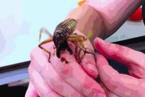 Гифки с насекомыми