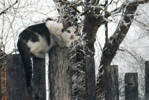 Был бы забор, а кот найдётся!