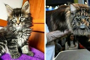 Самый длинный кот в мире попал в Книгу рекордов Гиннесса и стал звездой в Сети