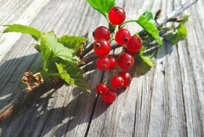 Красная смородина из полимерной глины