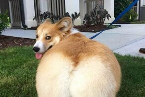 Хочу завести собаку