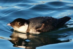 Обыкновенный старик и интересные факты о нем