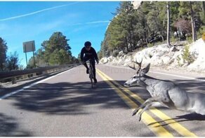 Олень застал врасплох  велосипедиста