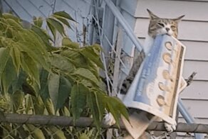 В Новой Зеландии кот воровал у соседей газеты и приносил их хозяйке