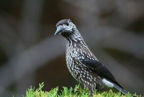 Кедровка и интересные факты о ней