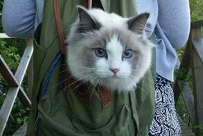 В поход с котом? Легко! Инстаграм об отдыхе с пушистыми питомцами