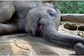 А вы слышали, как храпят слонята?