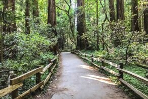 Muir Woods - сказка около Сан-Франциско