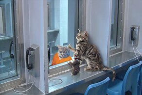 Котёнок забавно прислонился мордочкой к стеклу, и в сети тут же прикоснулись к нему фотошопом