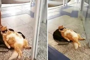 В Рио большой рыжий кот красиво отдохнул прямо возле выхода из банка
