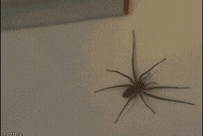 Гифки с пауками