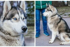 Собака удивительной красоты сама пришла проситься в приют