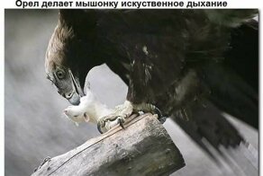 Подборка старых мемов и баянов