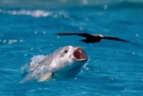 Какая рыба ловит птиц