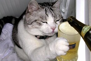 Пьющие коты