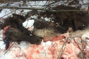 Браконьеры убили беременную лосиху ради мяса