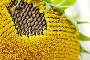 История непростых отношений русского народа с семечками