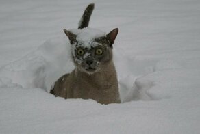Фотоподборка за 06.02.2019