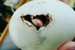 Женщина купила в ресторане яйцо и вывела из него очаровательного домашнего питомца