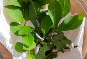 Бабочка "Павлиноглазка атлас" выведенная в домашних условиях