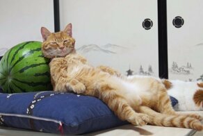 Кошачий расслабон