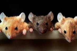 Ученые заставили мышей отрастить ампутированные пальцы