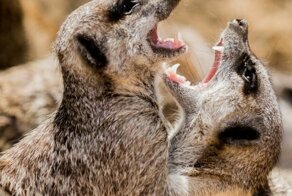 Зоопарки ко Дню святого Валентина предлагают назвать тараканов и змею именами ваших бывших