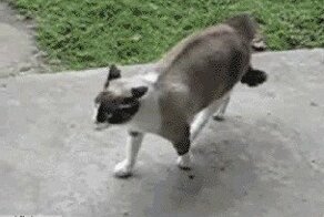 Как кошка с собакой