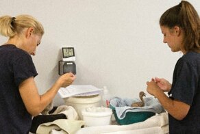 Спасатели эвакуировали две тысячи птенцов фламинго из-за засухи в ЮАР