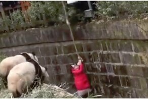 Спасение девочки, упавшей в вольер с пандами