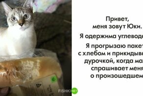 40 провинившихся котов, достойных общественного порицания