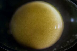 "Становление": превращение одной клетки в целый организм