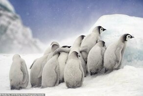 Финалисты Открытого конкурса Sony World Photography Awards 2019