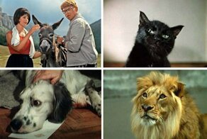 Мучения режиссёров и тоска четвероногих актёров или как снимали животных в культовых советских фильм