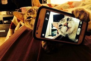 Коты делали селфи задолго до того, как это стало мейнстримом