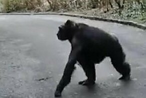 Шимпанзе сбежали из вольера зоопарка, соорудив лестницу из палок