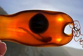 Видео: живой эмбрион акулы в "русалочьем кошельке"