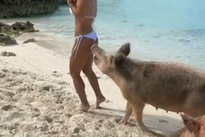 На Багамах дикая свинья укусила за ягодицу известную фитнес-модель