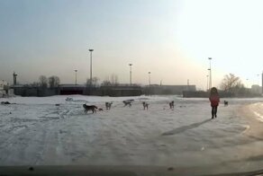 В Новокузнецке водитель спас девочку от агрессивных бродячих собак
