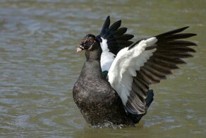 Про мускусную утку