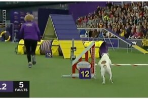 Бульдог мастерски преодолевает полосу препятствий на выставке собак