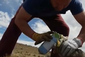 Чилийский дальнобойщик помог лисе избавиться от молочных пакетов, застрявших на её морде