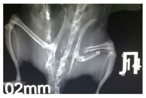 "Плакала человеческими слезами": врачи Уфы прооперировали крыску, сломавшую бедро
