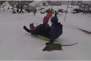 Шустрая, но невнимательная крыса оказалась на пути любителей зимних забав