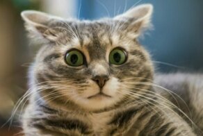 Из лавы, серебра и бивня мамонта. Минчанин собрал «разношерстную» коллекцию котов