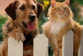 Позитивные зверюги!