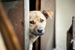 Фотографии беспородных собак на улице