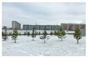 Готовятся к Универсиаде: Красноярск "озеленили" срубленными елками